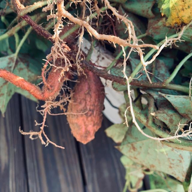 This is the only part of a sweet potato we dug up. All the rest were gone.