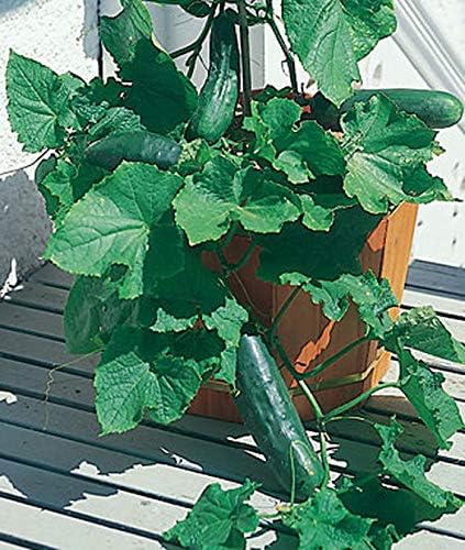 Spacemaster is compact for a pot but grows a lot of big cucumbers. Spacemaster is compact for a pot but grows a lot of big cucumbers.