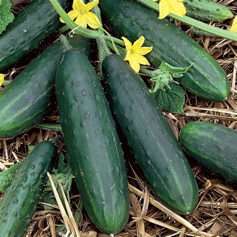 Spacemaster cucumbers. Spacemaster cucumbers.