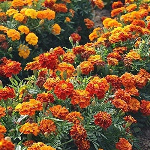 Marigolds repel mosquitoes.