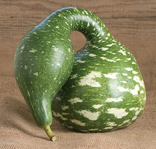 Look at this awesome speckled swan gourd. Isn't it cool? Look at this awesome speckled swan gourd. Isn't it cool?
