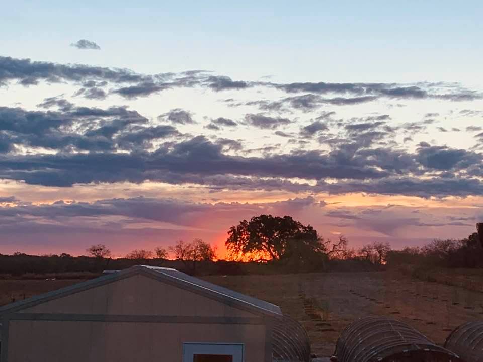 There was a spectacular sunrise this morning behind the big oak tree. It was so beautiful.