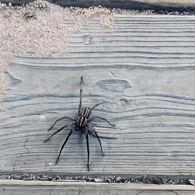 This is the humongous spider that had the nerve to be in my left boot this morning! I am so grossed out. This is the humongous spider that had the nerve to be in my left boot this morning! I am so grossed out.
