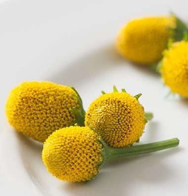 Linda is growing some Spilanthe (which is used for toothaches) in our grow tour in the store. This is one of her April garden chores.
