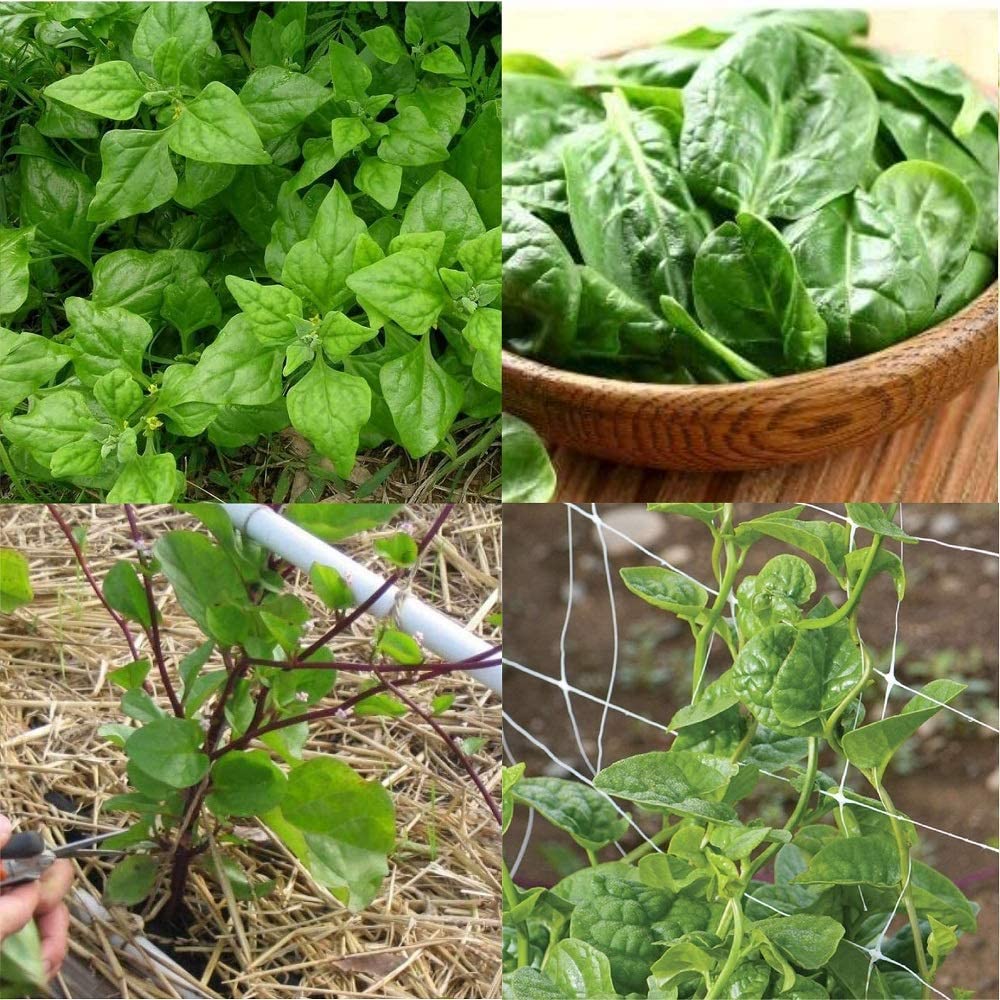 This is our heat tolerant spinach seed set. It includes 2 leafy spinach varieties and the two Malabar varieties we have. You will love planting spinach now as all 4 do well in the heat.