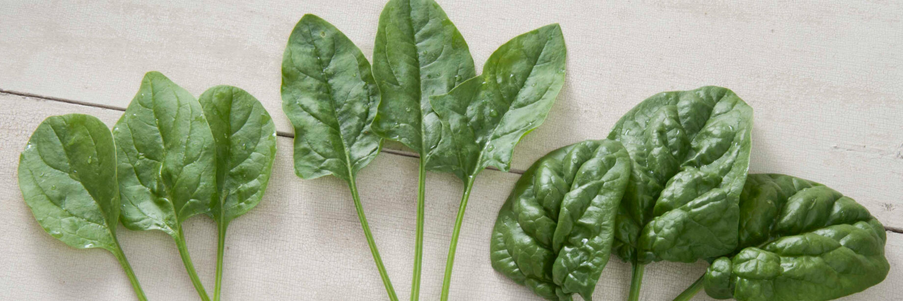 Here are three types of spinach leaves to be enjoyed raw or cooked.