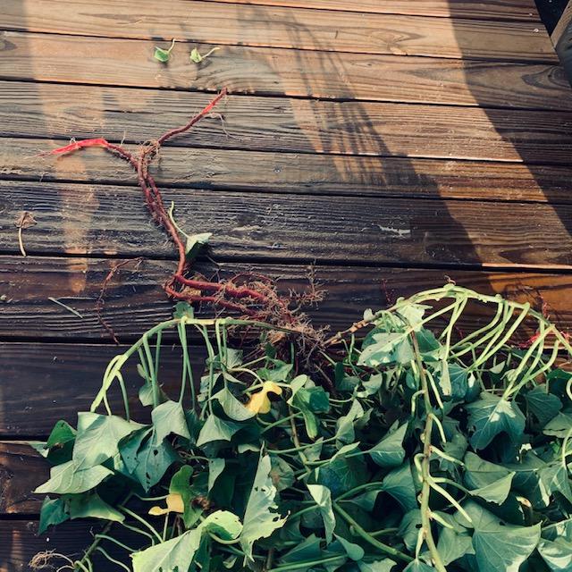 They say you can eat the sweet potato leaves. I washed them all off and tried one. Yuck. I took them out to our chickens to enjoy.