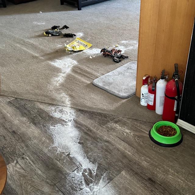 From the living room, through the kitchen, to the den. Our dogs have skills.