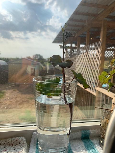 My first homegrown sweet potato vine was cut off from the root this morning. I put it in water to root so it can grow sweet potatoes.