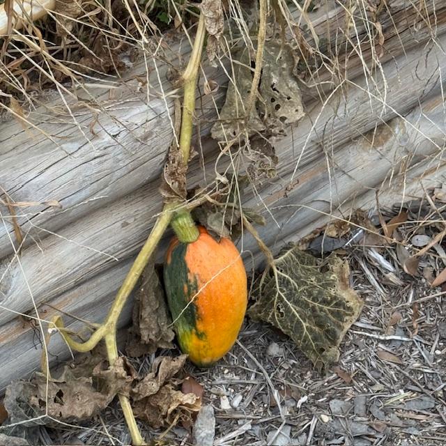 A strange looking squash. The vine is almost dead from last weekend's cold weather.