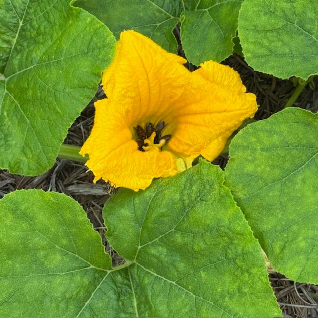 Grow summer squash. Here is a squash bloom with 5 bees inside doing their job.
