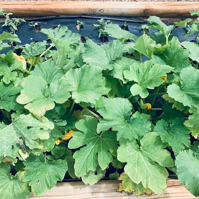 The squash is coming along nicely. One of your May garden chores is to check your plants each day to make sure they are okay, free from bugs, disease, and are pollinated. The squash is coming along nicely. One of your May garden chores is to check your plants each day to make sure they are okay, free from bugs, disease, and are pollinated.