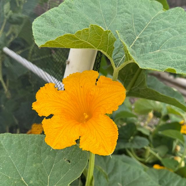 One of many squash flowers in the garden.