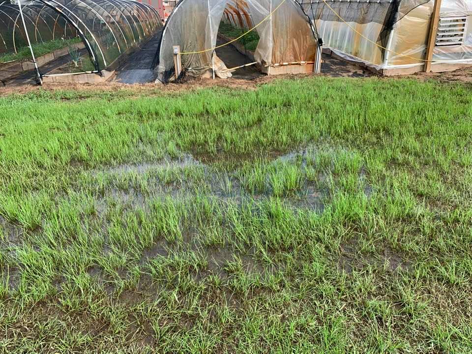 The place is like a swamp after so much rain. We did not have this problem last summer or the summer before.