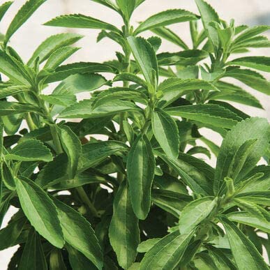 Grow your own Stevia. Then you can extract the oil or dry and grind up the leaves into a fine powder as a sugar substitute. It is easy to grow. We grow it every year.