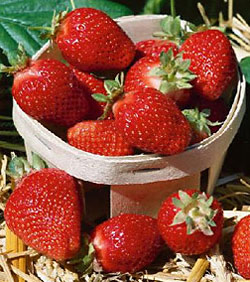 This is a Junebearing strawberry, the Sequoia.