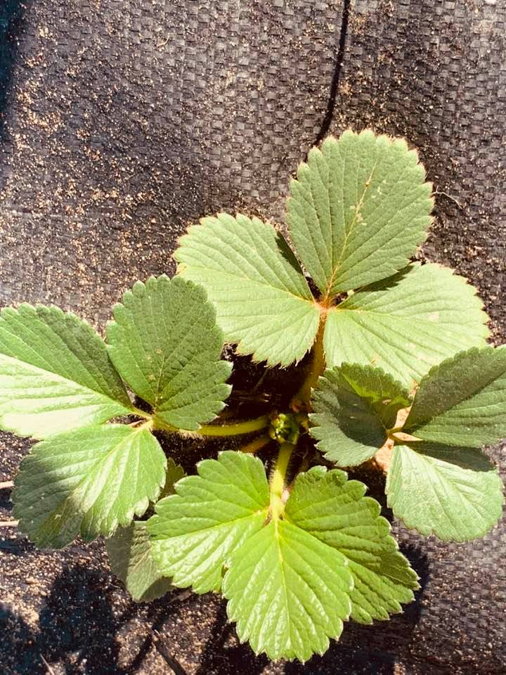 Strawberry plants are getting bigger in our backyard farm raised beds.