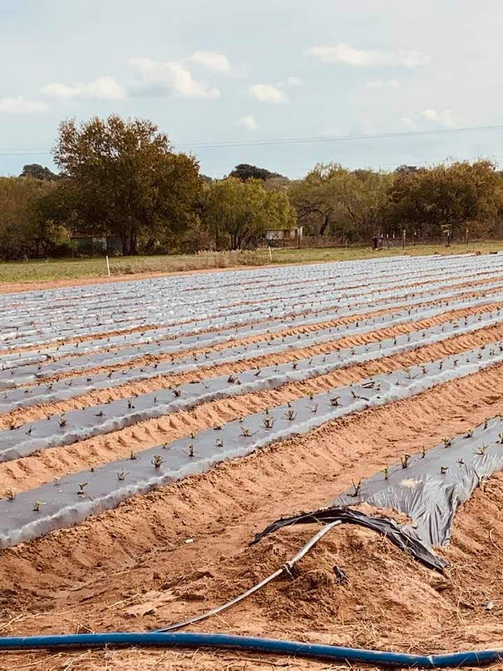 Part of a field of recently planted strawberries growing in Poteet, TX.