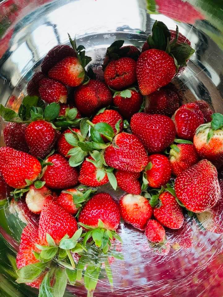 One of our spring harvests from 2023. Growing strawberries from seed can be difficult. It takes up to 30 days for germination to occur.