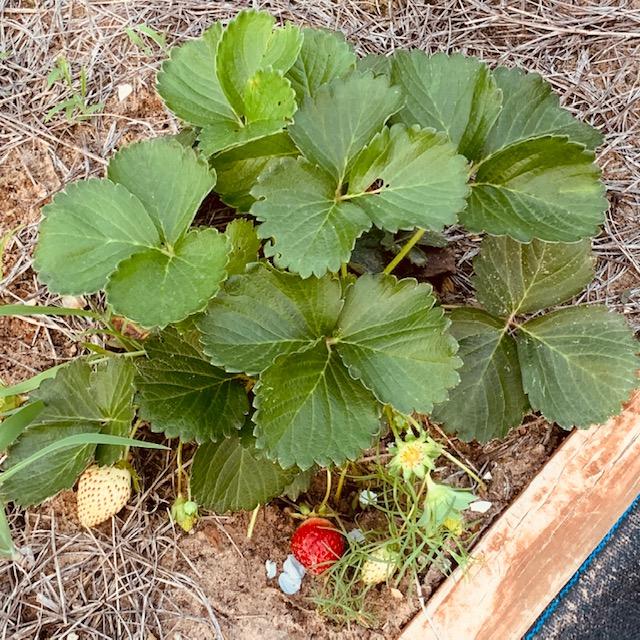 Our strawberry plants are still producing plenty of strawberries.