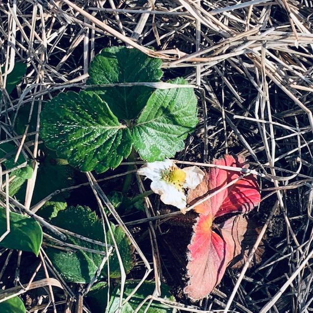 One of our strawberry plants in the hoop house has a flower and is ready to produce.
