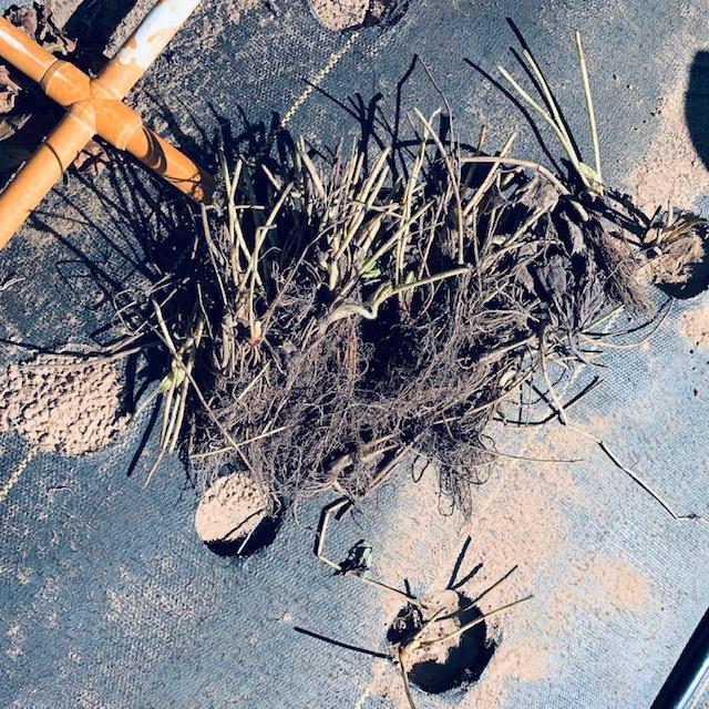 Strawberry slips to plant. All 200 of ours will be planted this week.