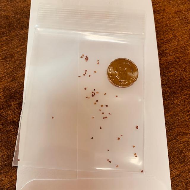 This is what strawberry seeds look like next to a dime. They are tiny.