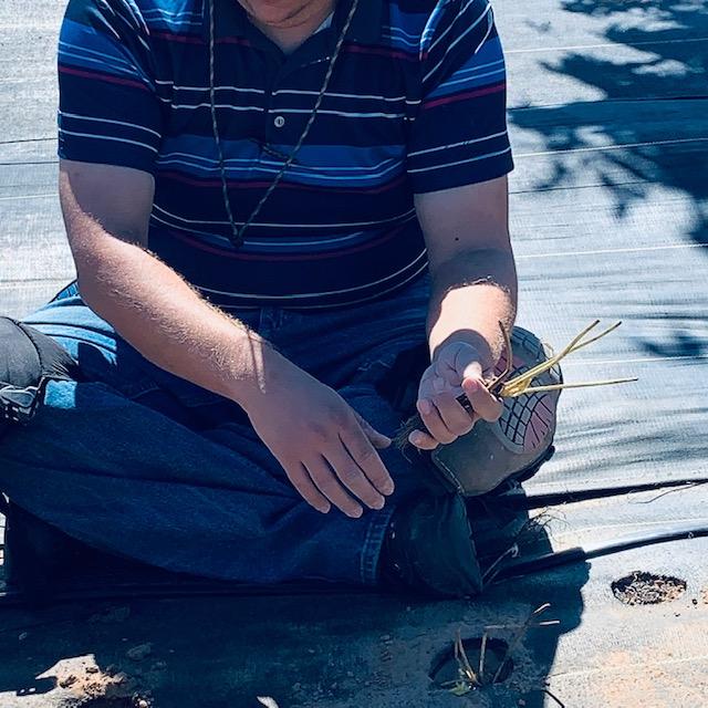 A strawberry slip that Brendon is planting.