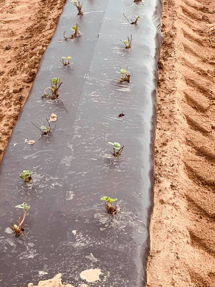 Ruby June hybrid strawberries are planted in the row cover to keep weeds from growing in between the berries.