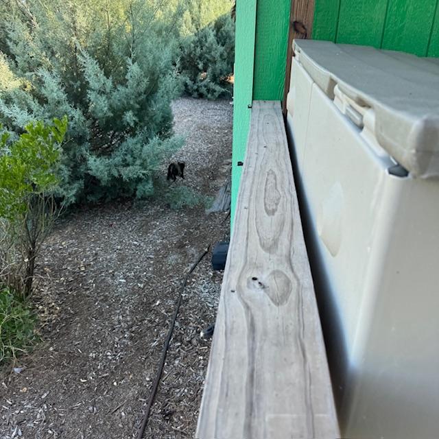 This stray cat is fast but he/she eats a lot. The kitten always hides.