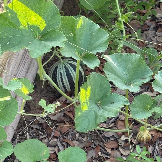 Some striped melons that I planted are growing nicely in the side garden.