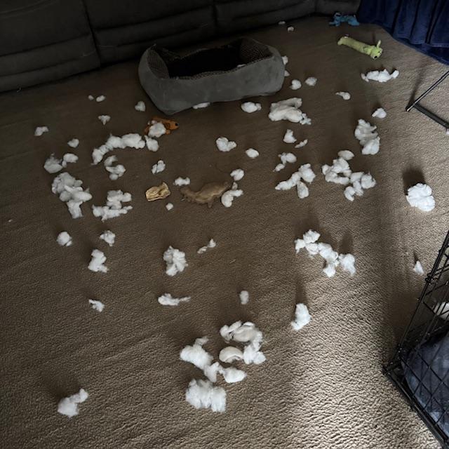 Trump missed Pamela so he made a mess in the den.