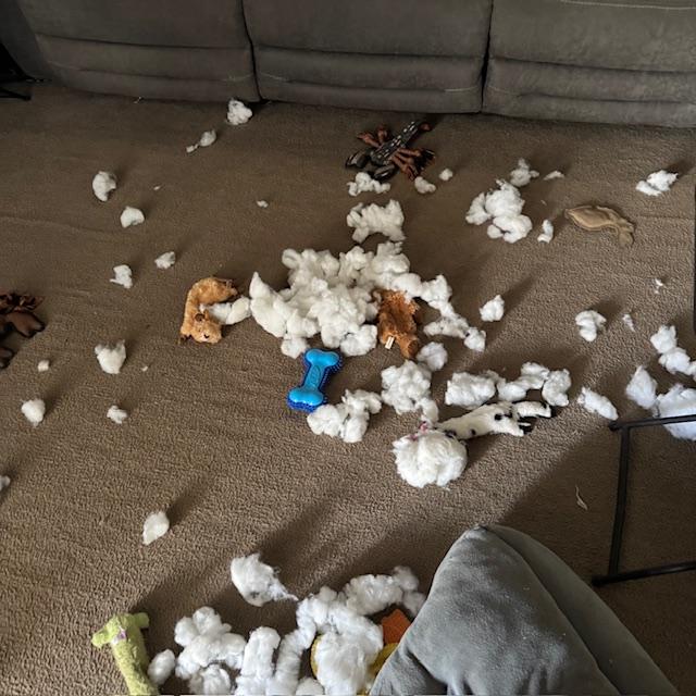 Our dogs work hard most days killing their toys.