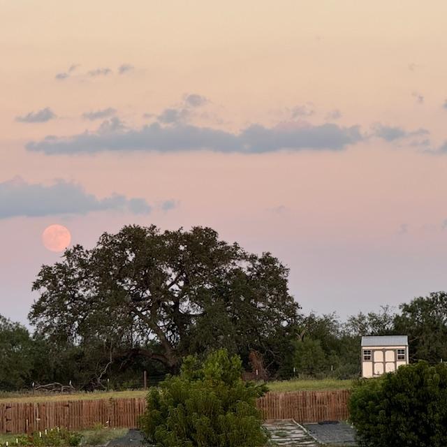 The sturgeon moon came up before dark back by the oak tree.