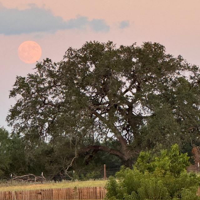 A close up of the sturgeon moon by the oak tree.