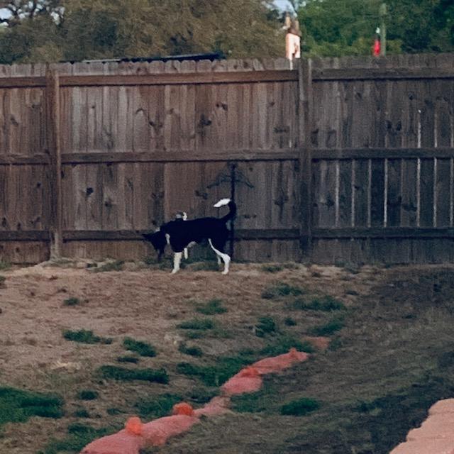 Sue Ellen was by my bedroom barking her head off over and over this morning. She was moving with something alive. Gopher? Frog? Snake? Who knows?