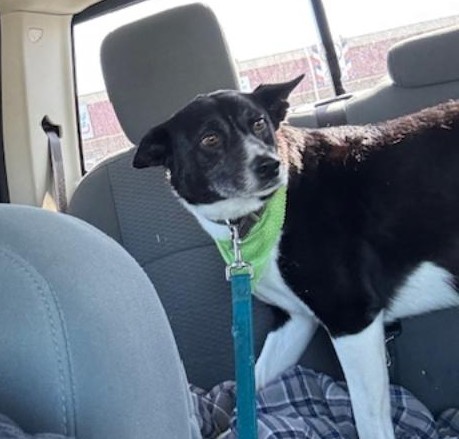 Sue Ellen is back in the truck after getting groomed. Isn't she pretty? She was so happy to get out of the cage the groomers had her in.