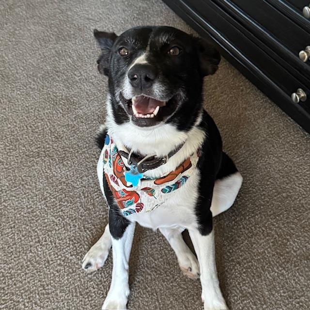 Sue Ellen after a good grooming including a haircut. Isn't she so cute? She's always smiling.