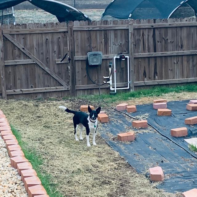 This is Sue Ellen and she is the troublemaker and ring leader of our two puppies. She is just so cute.