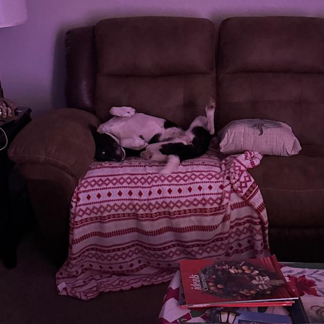 Sue Ellen is no lady, that's for sure. She always wants a belly rub and she doesn't care if it is the middle of the night.