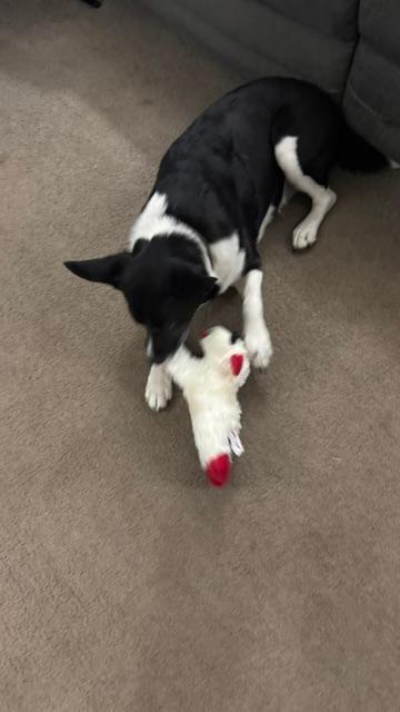 Here is Sue Ellen with one of the little Lamb Chops. They do love to rip apart a stuffed animal and find all of the squeakers...