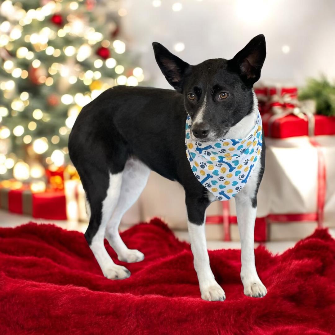 Sue Ellen wouldn't sit for her Christmas photo.