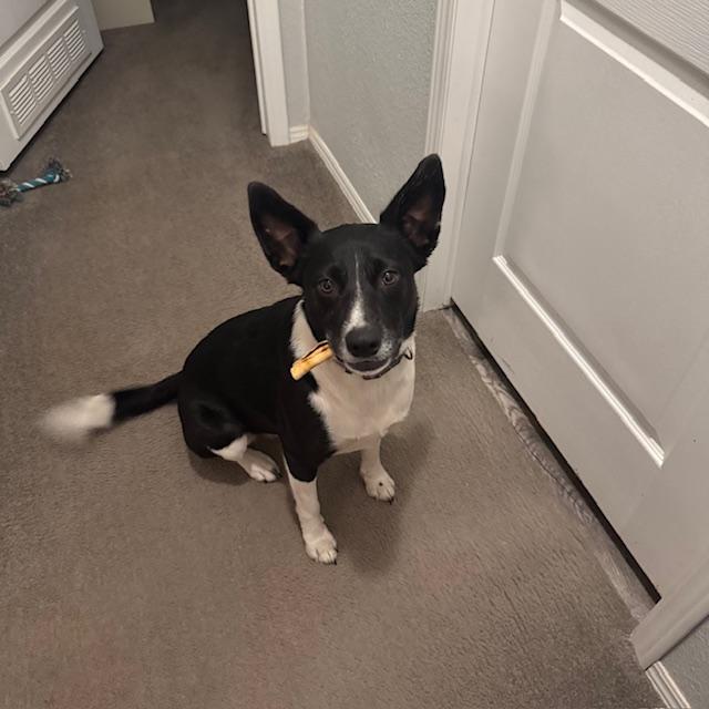 Our Sue Ellen and her stogie. She always has a treat in her mouth like this. She is hilarious.