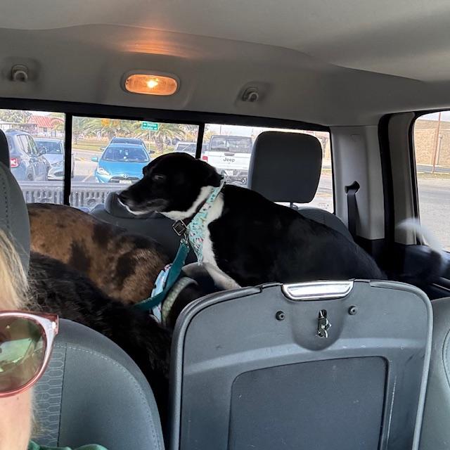 Sue Ellen is now in the truck and we are ready to go home with 3 pretty puppies.