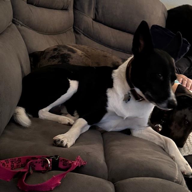 Sue Ellen's pink collar was chewed through, Sue Ellen in her new collar, Trump behind her and then David.