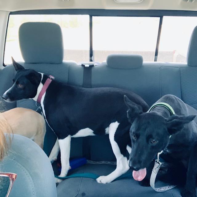 Sue Ellen is standing and Pamela is sitting. They were so happy to see us after such a long time but they are cool now. Aren't they so cute?
