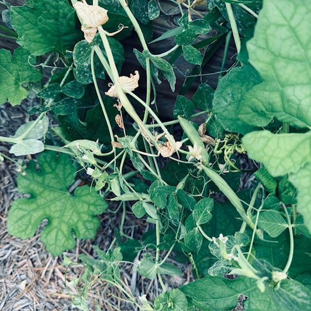 Sugar Snap Peas are grown from determinate seeds. These are some I grew. I love to eat them raw!