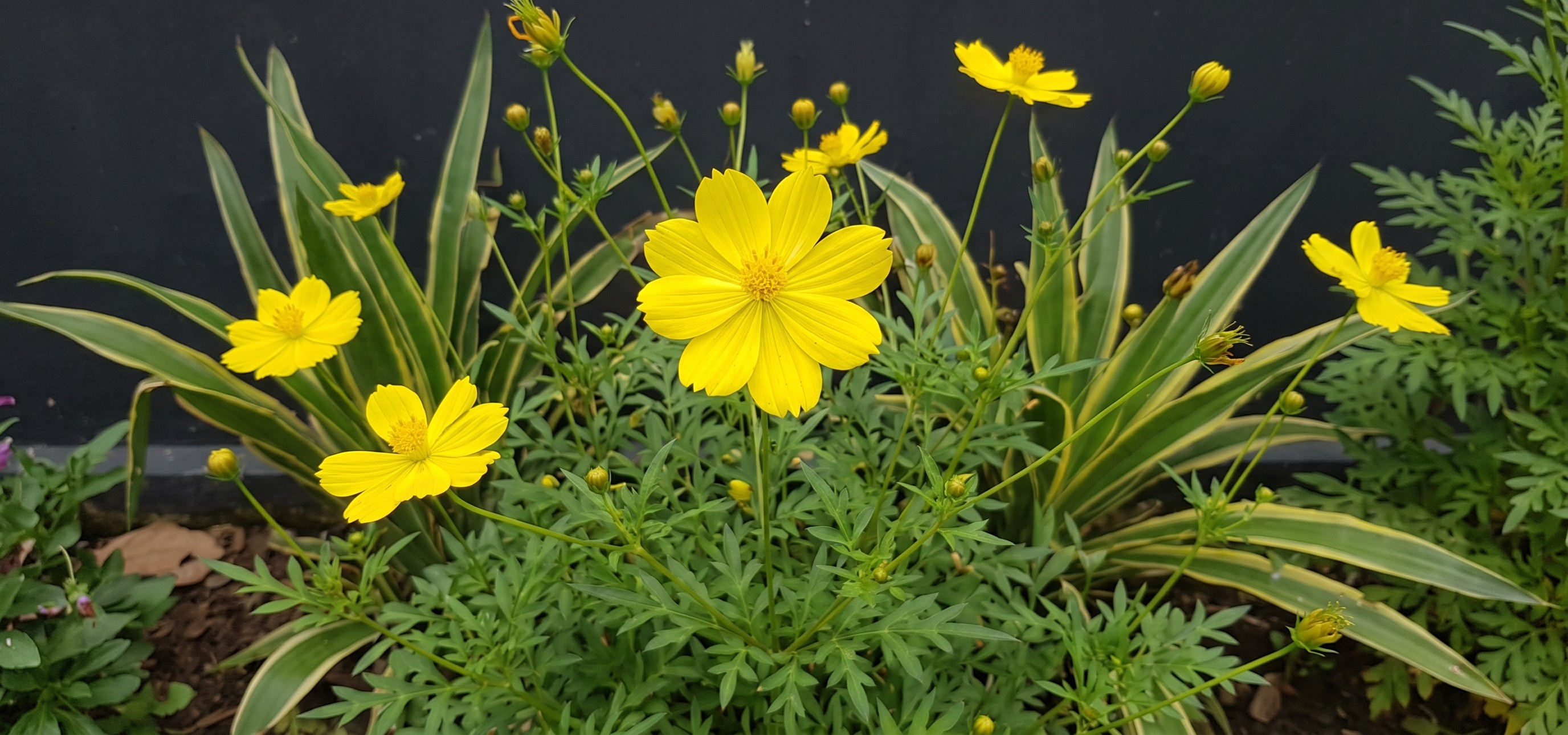 Sulphur Cosmos can grow in your spring garden. We have several varieties.