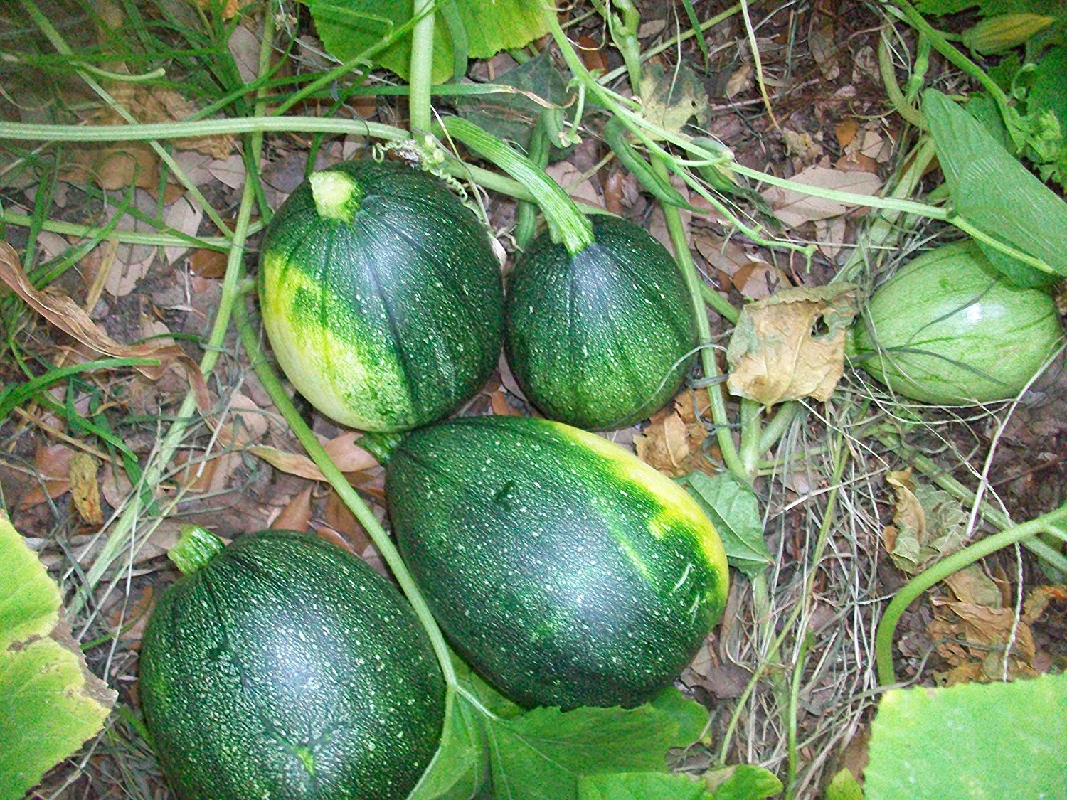 Tatume Squash is the disease resistant squash that everyone wants. We were out of it for a while, but it is now back in stock!