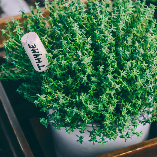 Herbs, like Summer Thyme, do well in pots.